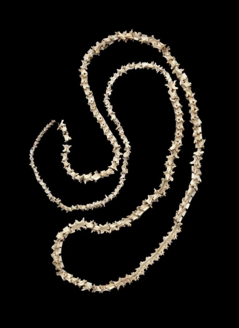 Early Indian necklace made with snake vertebrae. © Victoria and Albert Museum, London.